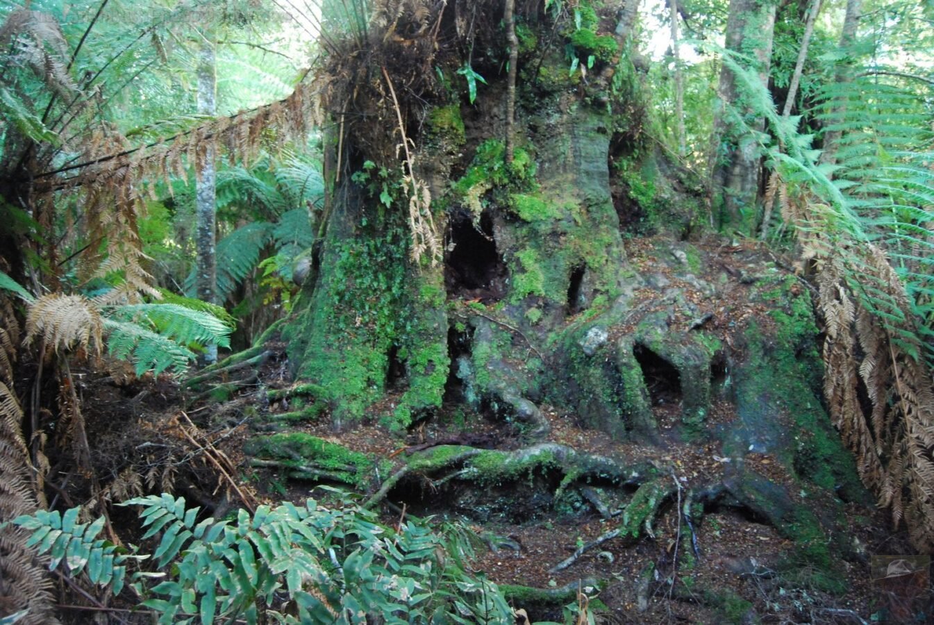 Weldborough Pass Rainforest Walk.012 14h43m06s2019 07 03