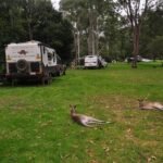 Jimna State Forest 010 DSC 0185