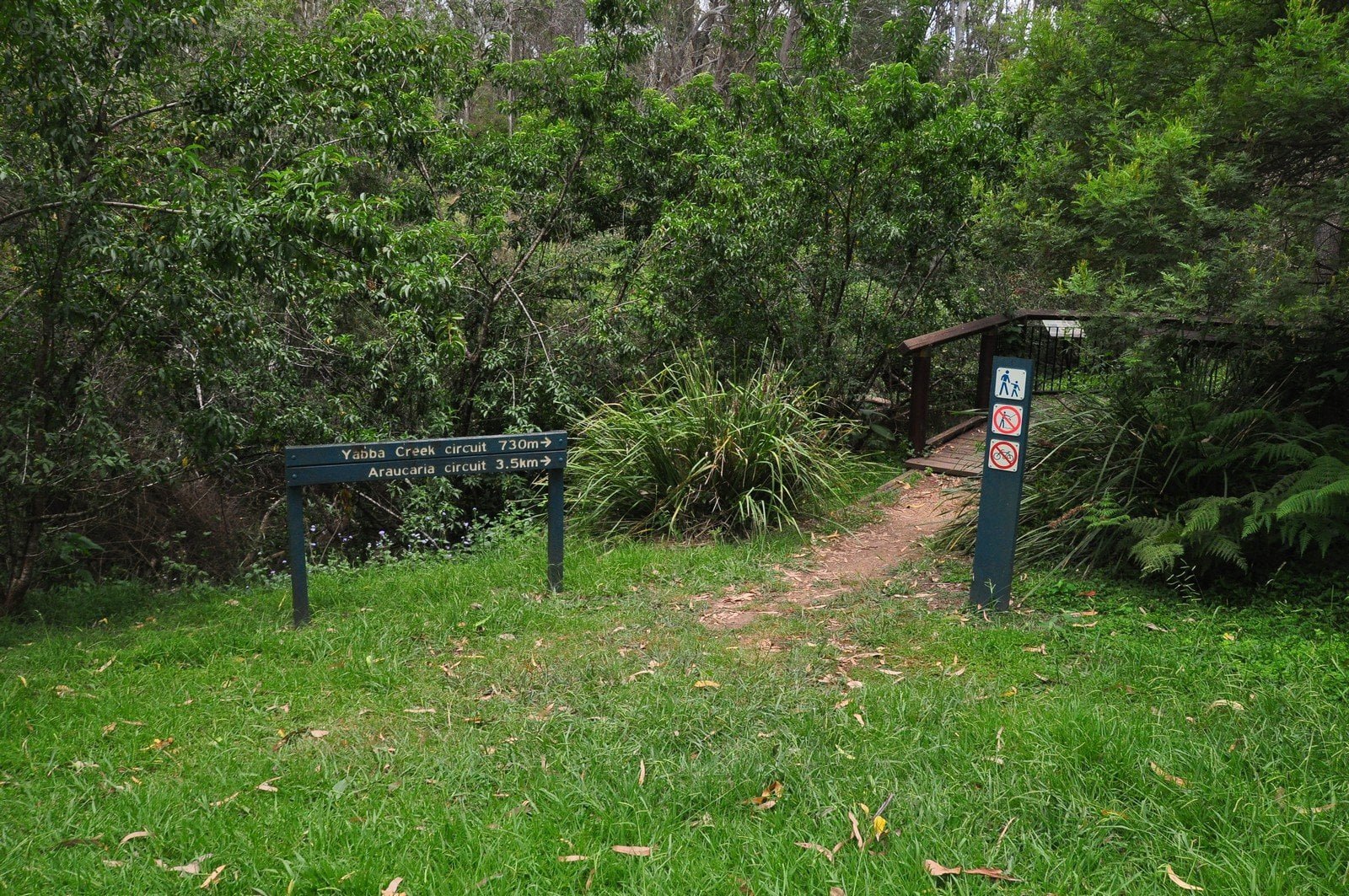 Araucaria Curcuit Jimna State Forest 001 DSC 0311