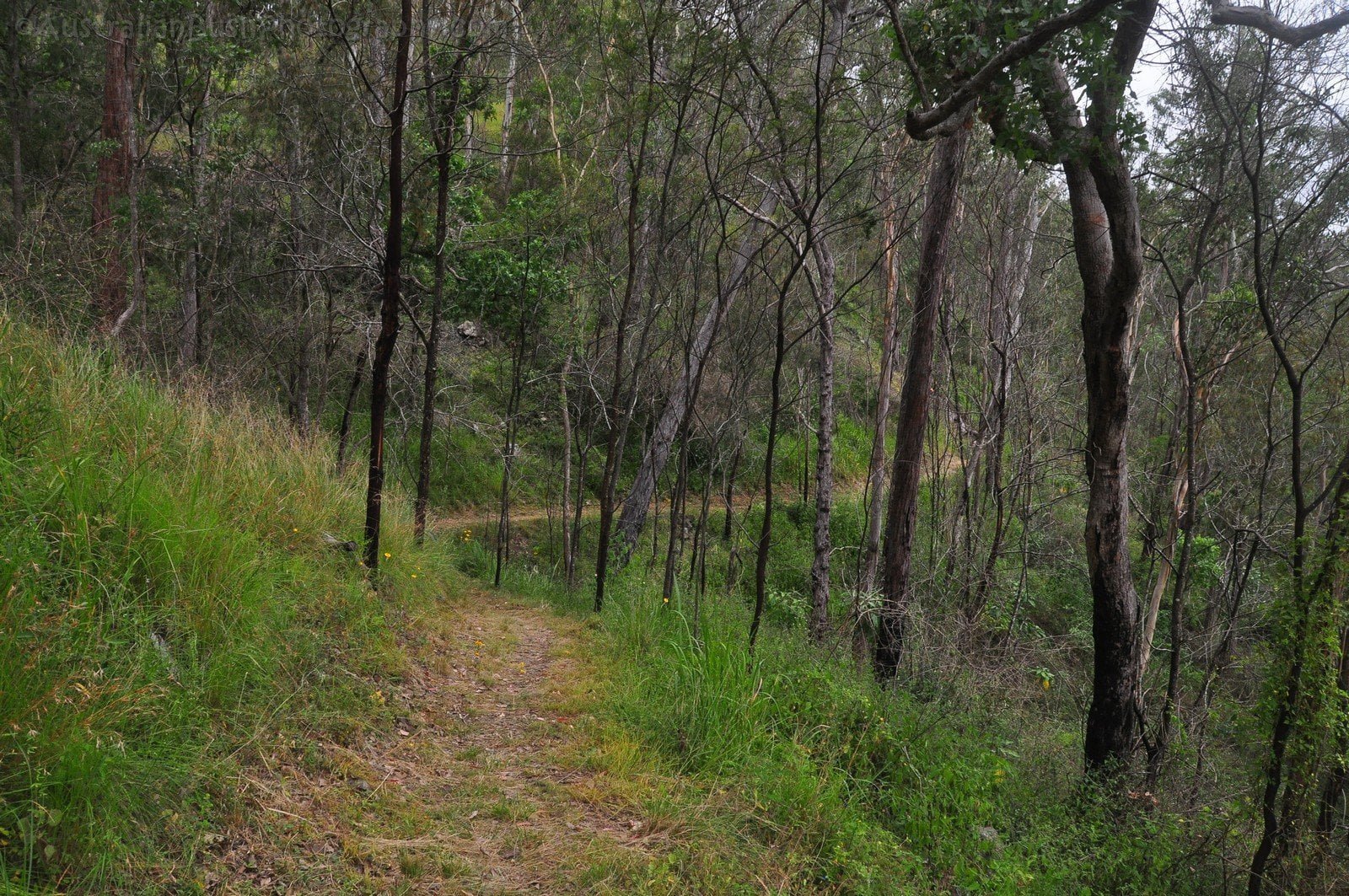 Jimna Forest Eugenia Circuit | All Over Australia