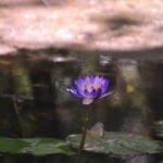 Bitter Springs 018 DSC 0494 scaled