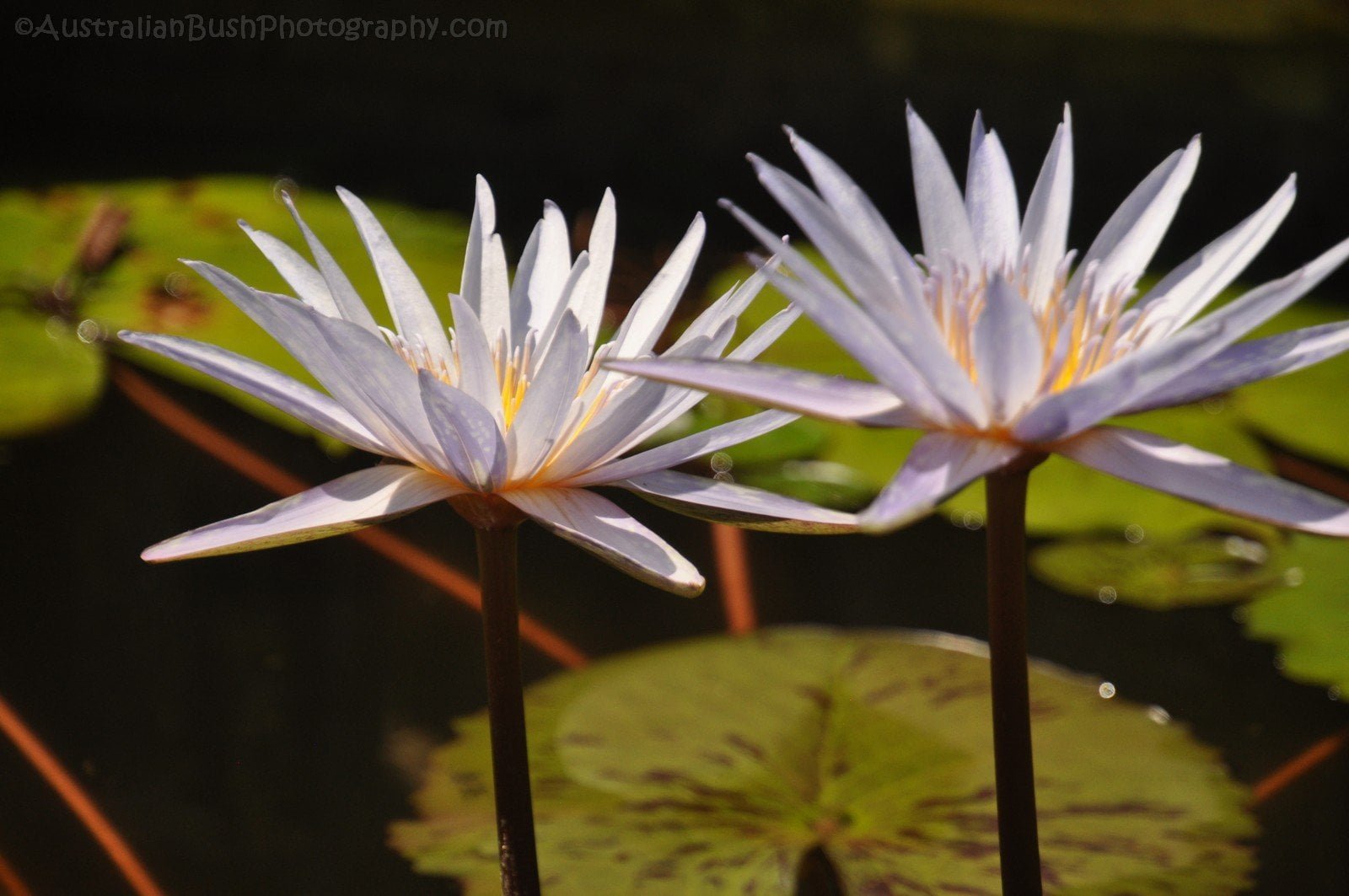 Darwin Botanic Gardens017 DSC 0937