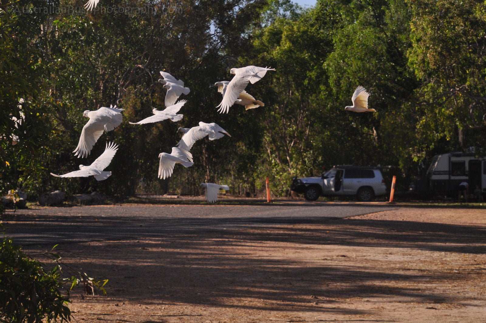 Mardukal Kakadu 026 DSC 0592
