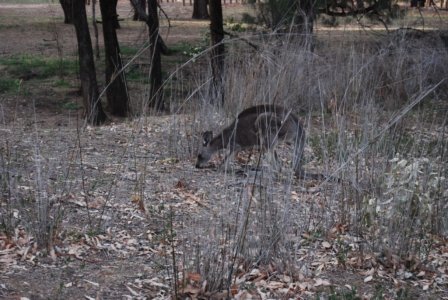 Warrambungles NP Belougery Flats Circuit.004 06h57m00s2019 02 01