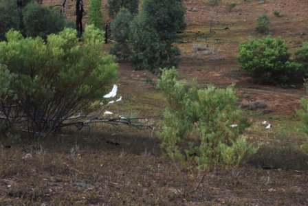 Warrambungles NP Belougery Flats Circuit.022 07h31m02s2019 02 01