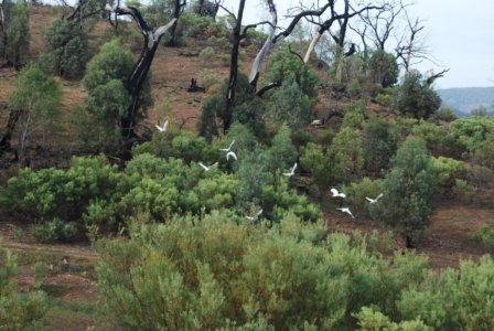 Warrambungles NP Belougery Flats Circuit.025 07h31m12s2019 02 01