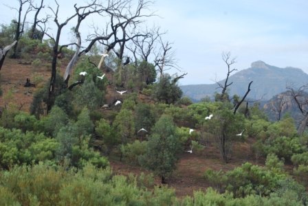Warrambungles NP Belougery Flats Circuit.027 07h31m14s2019 02 01