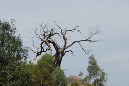 Warrambungles NP Belougery Flats Circuit.031 07h35m12s2019 02 01