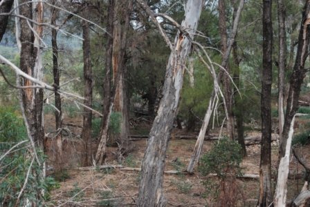 Warrambungles NP Belougery Flats Circuit.051 08h05m09s2019 02 01 1