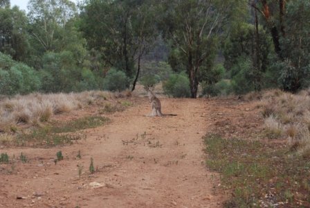 Warrambungles NP Belougery Flats Circuit.056 08h11m09s2019 02 01