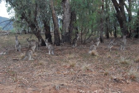 Warrambungles NP Belougery Flats Circuit.062 08h12m13s2019 02 01 1