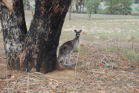 Warrambungles NP Belougery Flats Circuit.065 08h14m34s2019 02 01