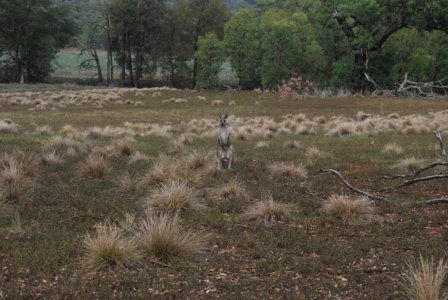 Warrambungles NP Belougery Flats Circuit.066 08h14m47s2019 02 01