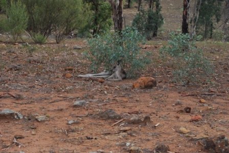 Warrambungles NP Belougery Flats Circuit.074 08h22m31s2019 02 01