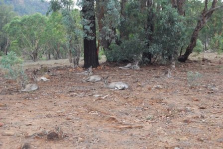 Warrambungles NP Belougery Flats Circuit.076 08h22m42s2019 02 01