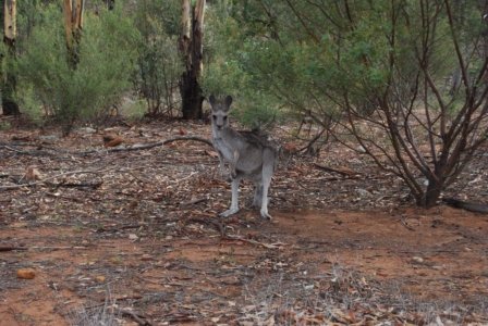 Warrambungles NP Belougery Flats Circuit.077 08h22m55s2019 02 01