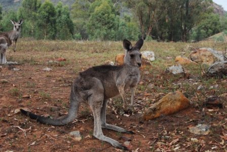 Warrambungles NP Belougery Flats Circuit.082 08h23m29s2019 02 01