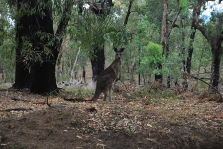 Warrambungles NP Wambelong Nature Track.029 15h24m09s2019 01 31 1