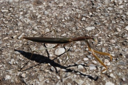 Stanley.115 13h16m05s2019 03 19 Stanley.115 13h16m05s2019 03 19