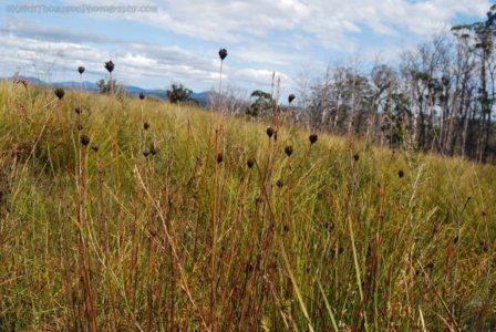 The Tarkine Drive Dempster Plains.017 12h43m47s2019 03 22