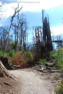 The Tarkine Drive Milkshake Hills.003 11h16m29s2019 03 22