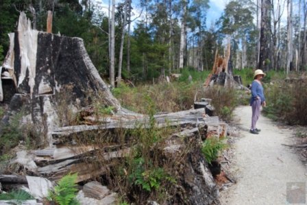 The Tarkine Drive Milkshake Hills.005 11h18m54s2019 03 22