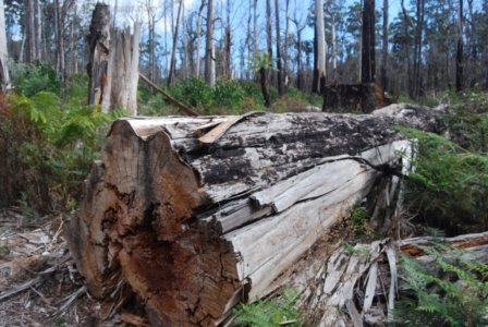 The Tarkine Drive Milkshake Hills.006 11h19m02s2019 03 22