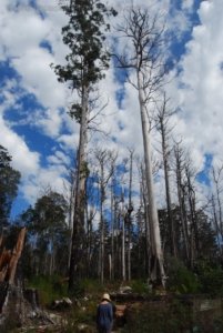 The Tarkine Drive Milkshake Hills.007 11h19m12s2019 03 22