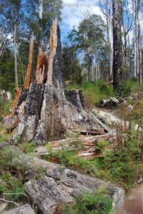 The Tarkine Drive Milkshake Hills.009 11h19m27s2019 03 22