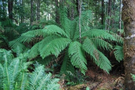 The Tarkine Drive Milkshake Hills.010 11h20m54s2019 03 22