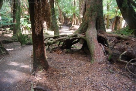 The Tarkine Drive Trowutta Arch.007 10h10m31s2019 03 22