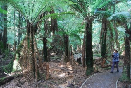 The Tarkine Drive Trowutta Arch.008 10h13m30s2019 03 22