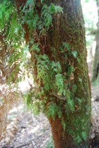 The Tarkine Drive Trowutta Arch.026 10h25m57s2019 03 22