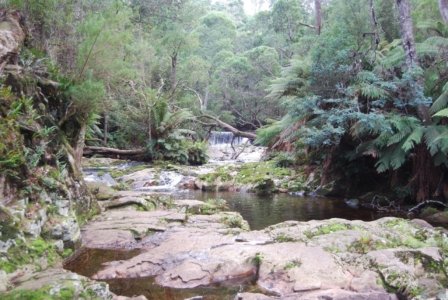 Halls Falls Pyengana.005 11h16m30s2019 05 22 Halls Falls Pyengana.005 11h16m30s2019 05 22