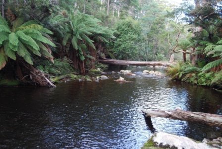 Halls Falls Pyengana.008 11h19m08s2019 05 22 Halls Falls Pyengana.008 11h19m08s2019 05 22