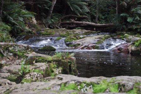 Halls Falls Pyengana.011 11h20m00s2019 05 22 Halls Falls Pyengana.011 11h20m00s2019 05 22