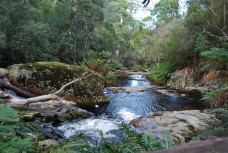 Halls Falls Pyengana.015 11h23m02s2019 05 22 Halls Falls Pyengana.015 11h23m02s2019 05 22