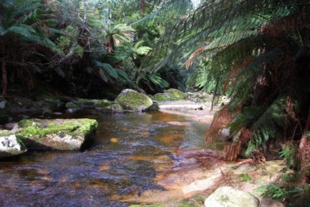 Halls Falls Pyengana.042 11h46m31s2019 05 22 Halls Falls Pyengana.042 11h46m31s2019 05 22