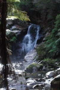 Halls Falls Pyengana.044 11h48m03s2019 05 22 Halls Falls Pyengana.044 11h48m03s2019 05 22