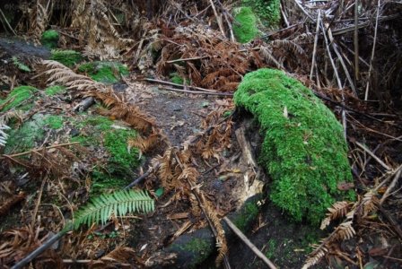 Halls Falls Pyengana.046 11h52m45s2019 05 22 Halls Falls Pyengana.046 11h52m45s2019 05 22