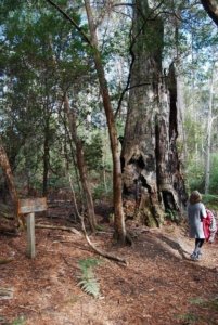 Halls Falls Pyengana.048 12h15m53s2019 05 22 Halls Falls Pyengana.048 12h15m53s2019 05 22