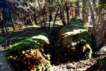 Goblin Forest Walk Blue Tier.004 11h09m55s2019 06 07 JPG Goblin Forest Walk Blue Tier.004 11h09m55s2019 06 07 JPG