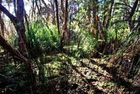 Goblin Forest Walk Blue Tier.005 11h10m16s2019 06 07 JPG Goblin Forest Walk Blue Tier.005 11h10m16s2019 06 07 JPG