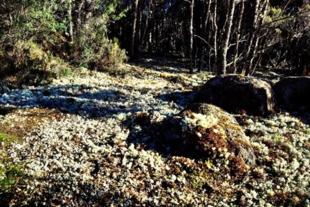 Goblin Forest Walk Blue Tier.009 11h12m06s2019 06 07 JPG Goblin Forest Walk Blue Tier.009 11h12m06s2019 06 07 JPG