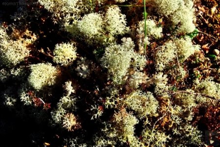 Goblin Forest Walk Blue Tier.010 11h12m15s2019 06 07 JPG Goblin Forest Walk Blue Tier.010 11h12m15s2019 06 07 JPG