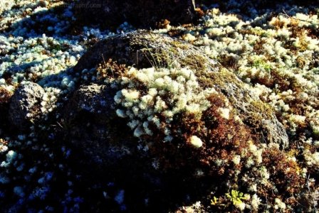 Goblin Forest Walk Blue Tier.011 11h12m27s2019 06 07 JPG Goblin Forest Walk Blue Tier.011 11h12m27s2019 06 07 JPG