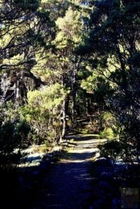 Goblin Forest Walk Blue Tier.012 11h12m57s2019 06 07 JPG Goblin Forest Walk Blue Tier.012 11h12m57s2019 06 07 JPG