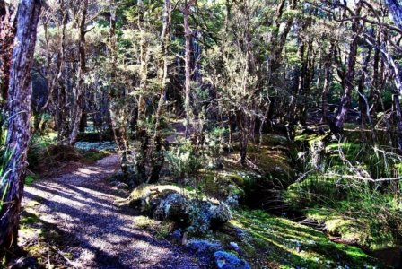 Goblin Forest Walk Blue Tier.013 11h13m46s2019 06 07 JPG Goblin Forest Walk Blue Tier.013 11h13m46s2019 06 07 JPG