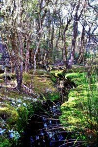 Goblin Forest Walk Blue Tier.015 11h14m11s2019 06 07 JPG Goblin Forest Walk Blue Tier.015 11h14m11s2019 06 07 JPG