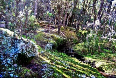 Goblin Forest Walk Blue Tier.016 11h14m25s2019 06 07 JPG Goblin Forest Walk Blue Tier.016 11h14m25s2019 06 07 JPG